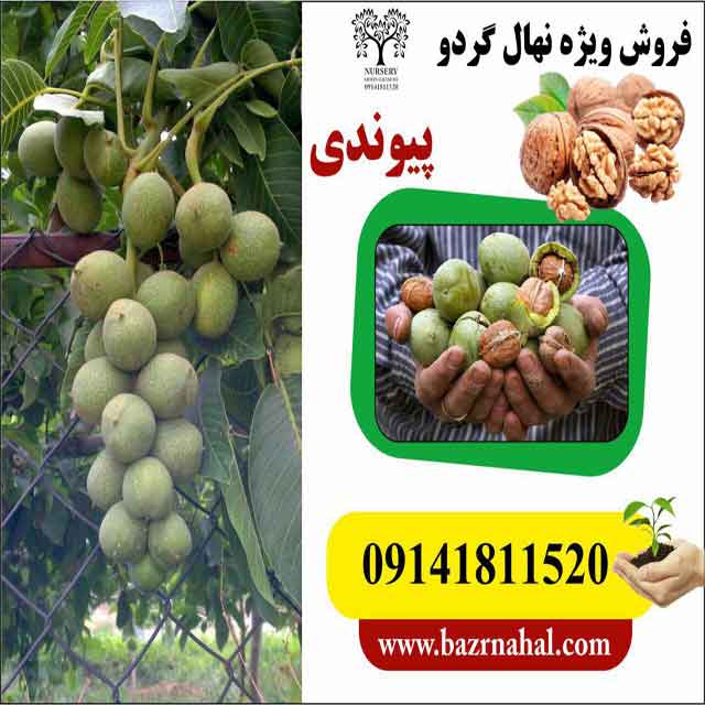 تصاویر نهال گردو رقم جمال 