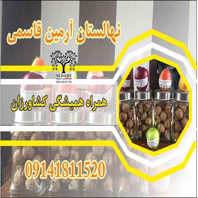 تصاویر نهال گردو رقم جمال 
