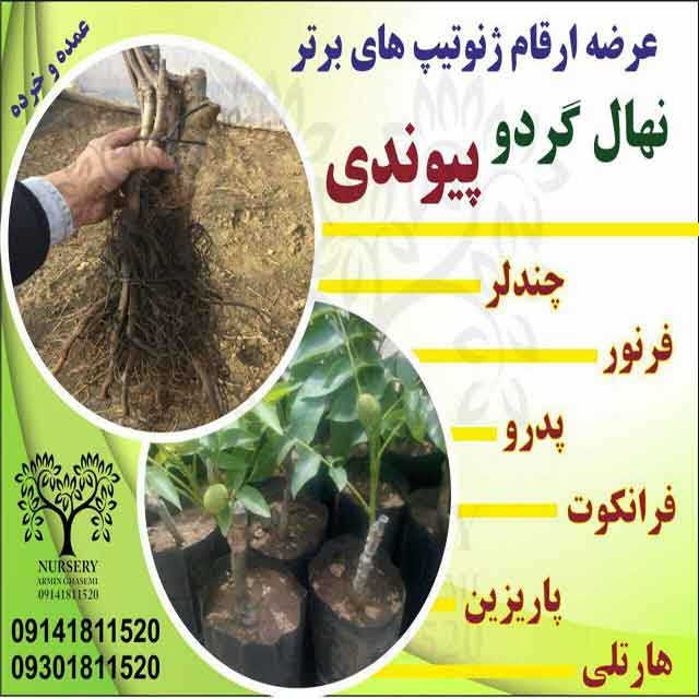 تصاویر نهال گردو دماوند 