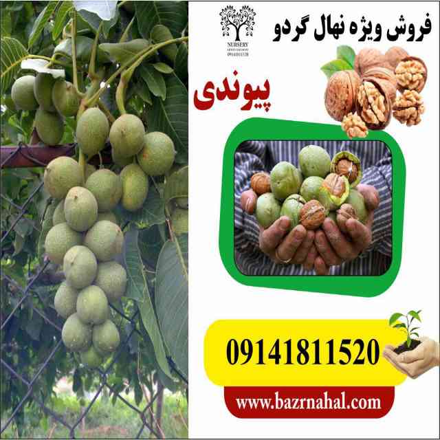 تصاویر نهال گردو شبین 