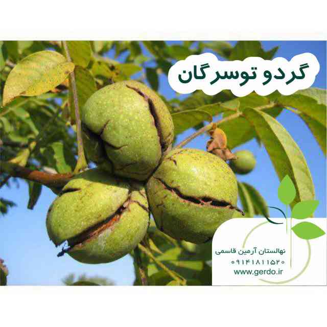 تصاویر نهال گردو تویسرکان 
