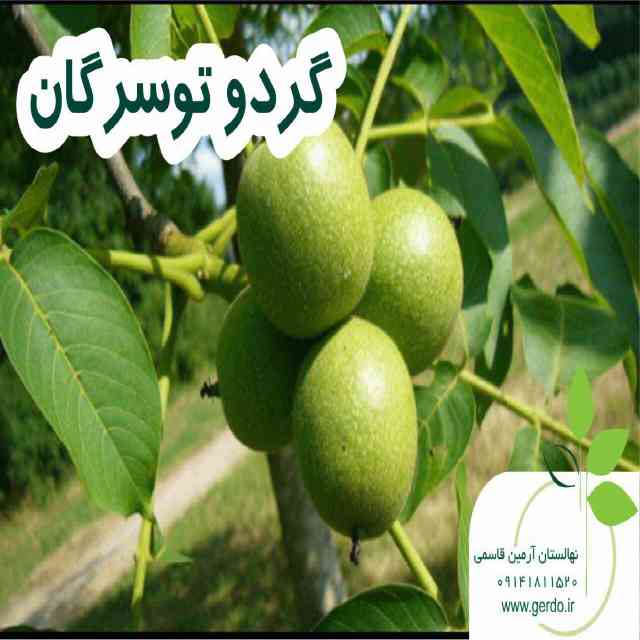 تصاویر نهال گردو تویسرکان 