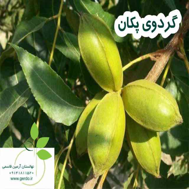 تصاویر نهال گردو پکان آمریکایی 