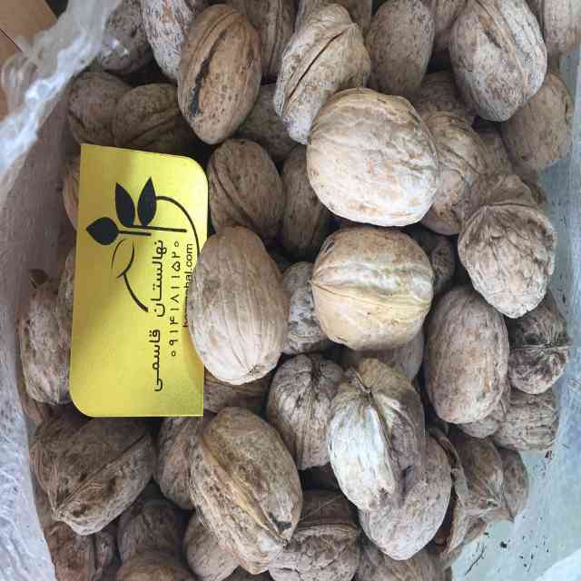 تصاویر بذر گردو خوشه ای 