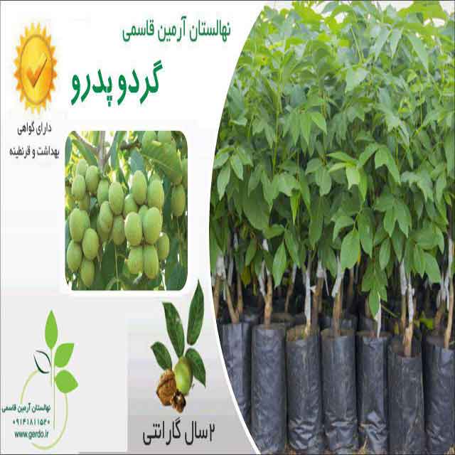 تصاویر نهال گردو پدرو پیوندی 