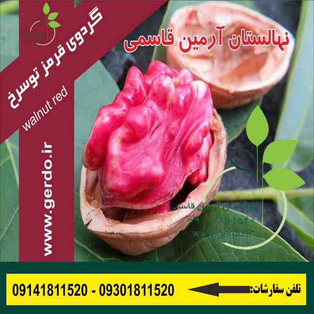 تصاویر نهال گردو تو سرخ پیوندی 