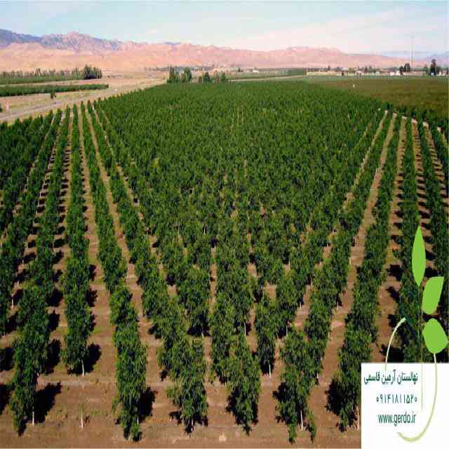 تصاویر نهال گردو پاریزین 