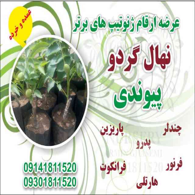 تصاویر نهال گردو پاریزین 