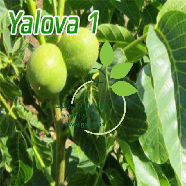 تصاویر نهال گردو یالووا 3