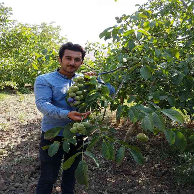 تصاویر نهال گردو ژنوتیپ رویال قاسمی