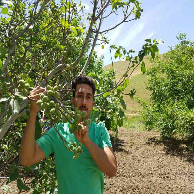 تصاویر نهال گردو ژنوتیپ رویال قاسمی