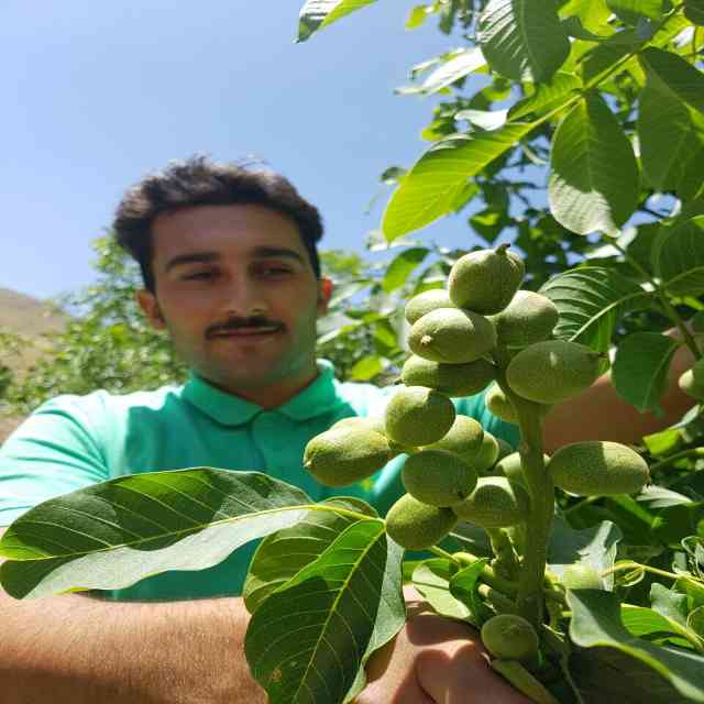 تصاویر نهال گردو ژنوتیپ رویال قاسمی