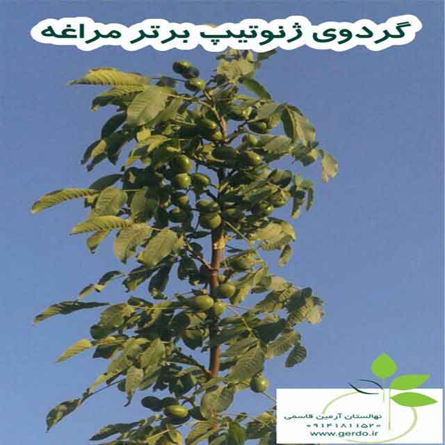 تصاویر نهال گردو مراغه - ژنوتیپ برتر