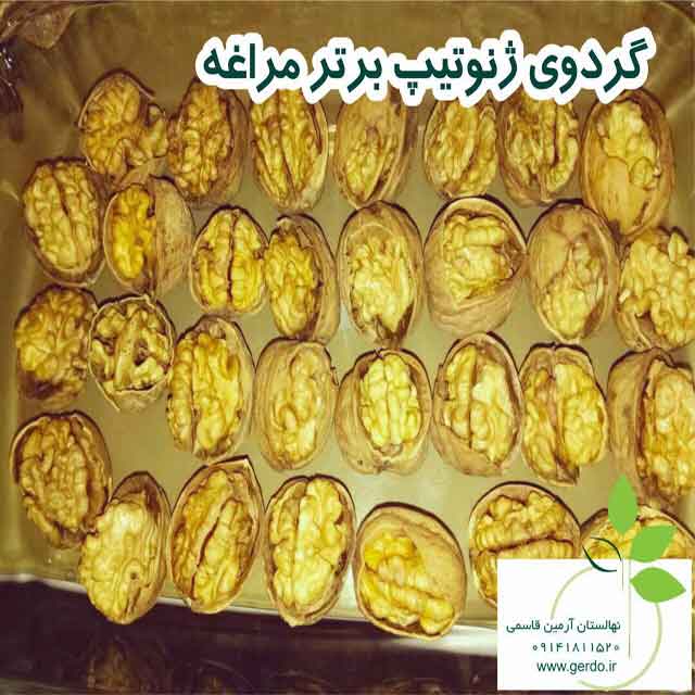 تصاویر نهال گردو مراغه - ژنوتیپ برتر