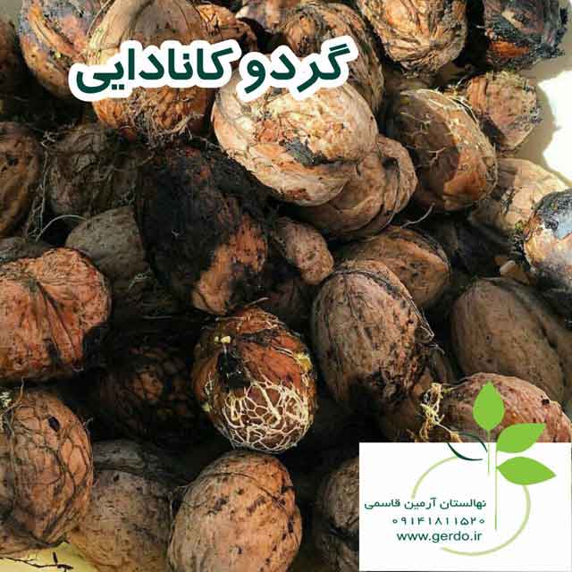 تصاویر نهال گردو کانادایی - ژنوتیپ برتر