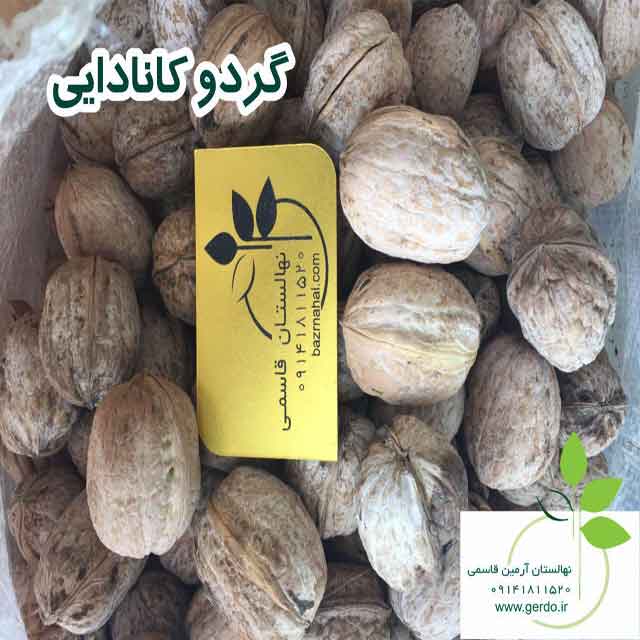 تصاویر نهال گردو کانادایی - ژنوتیپ برتر