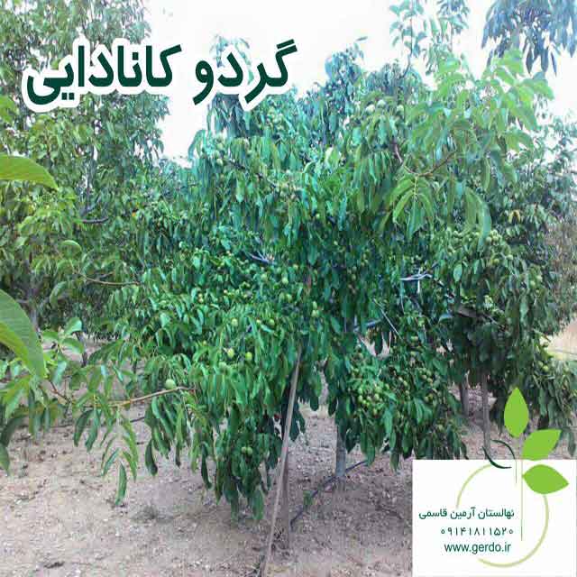 تصاویر نهال گردو کانادایی - ژنوتیپ برتر
