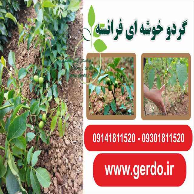 تصاویر نهال گردو خوشه ای فرانسوی - ژنوتیپ برتر