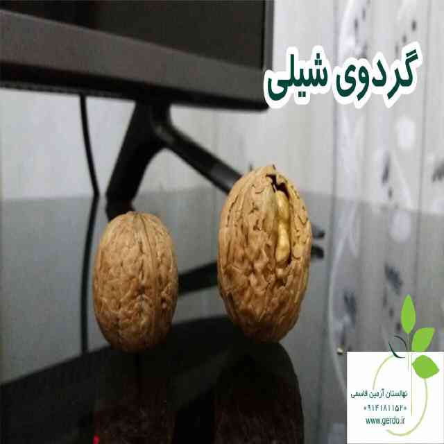 تصاویر نهال گردو شیلی - ژنوتیپ برتر