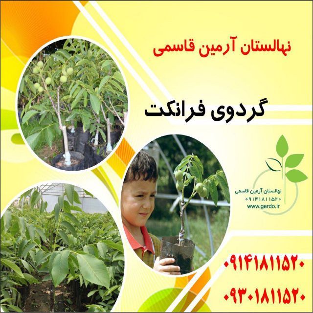 تصاویر نهال گردو فرانکت پیوندی 