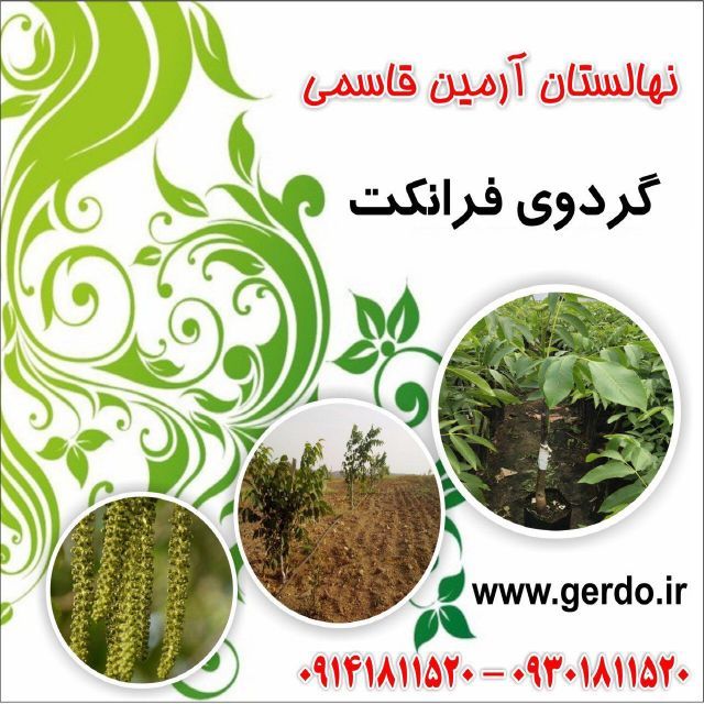 تصاویر نهال گردو فرانکت پیوندی 