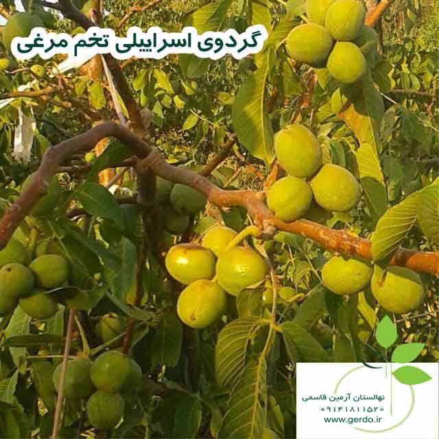 تصاویر نهال گردو اسرائیلی تخم مرغی - ژنوتیپ برتر