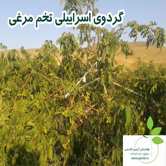 تصاویر نهال گردو اسرائیلی تخم مرغی - ژنوتیپ برتر