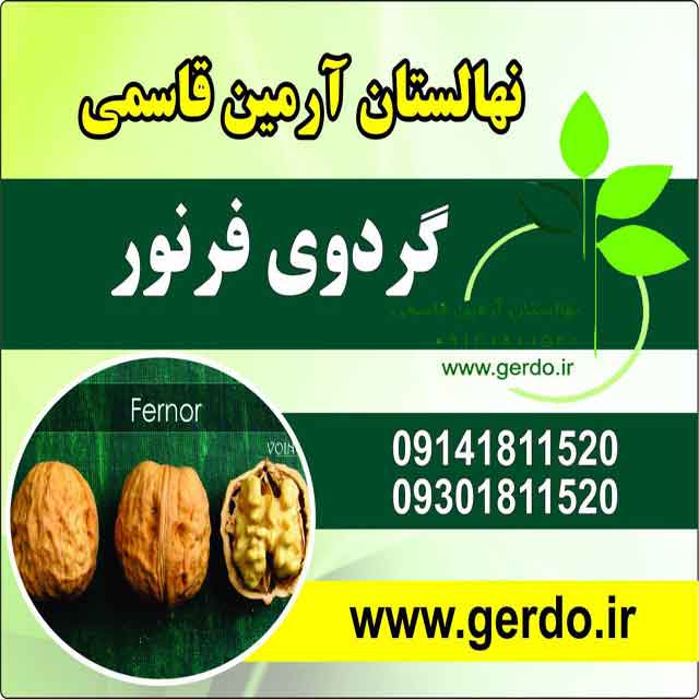 تصاویر نهال گردو فرنور پیوندی 