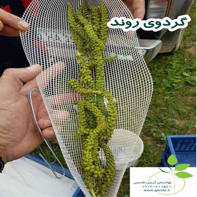 تصاویر نهال گردو روند پیوندی