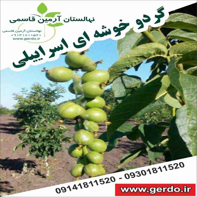 تصاویر نهال گردو خوشه ای اسراییلی - ژنوتیپ برتر 