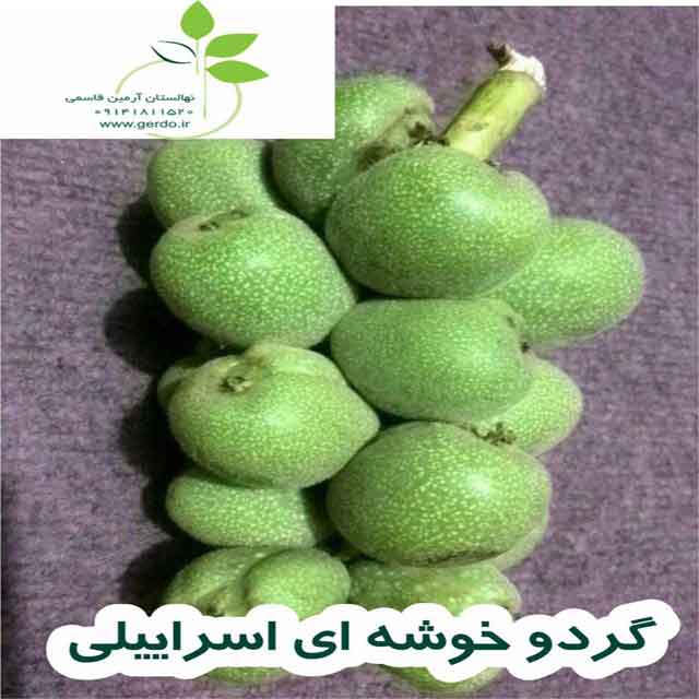 تصاویر نهال گردو خوشه ای اسراییلی - ژنوتیپ برتر 