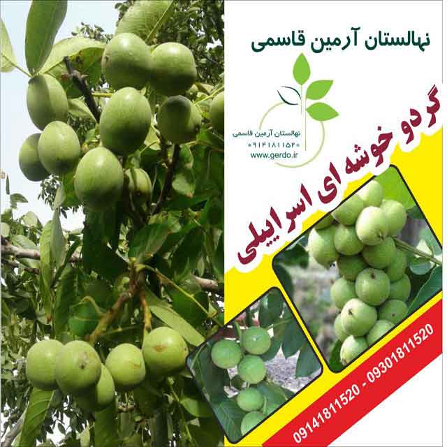 تصاویر نهال گردو خوشه ای اسراییلی - ژنوتیپ برتر 