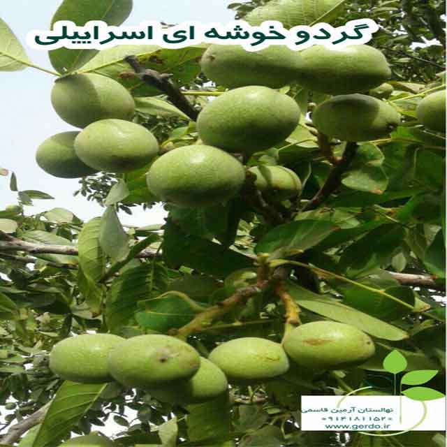 تصاویر نهال گردو خوشه ای اسراییلی - ژنوتیپ برتر 