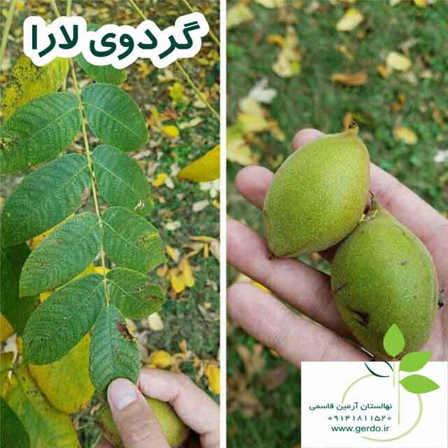 تصاویر نهال گردو لارا پیوندی 