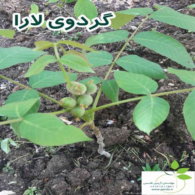 تصاویر نهال گردو لارا پیوندی 