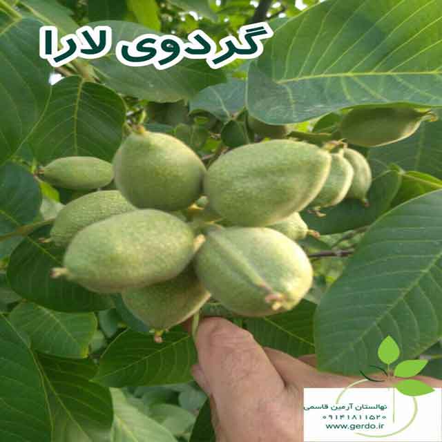 تصاویر نهال گردو لارا پیوندی 