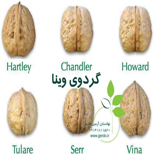 تصاویر نهال گردو وینا پیوندی 
