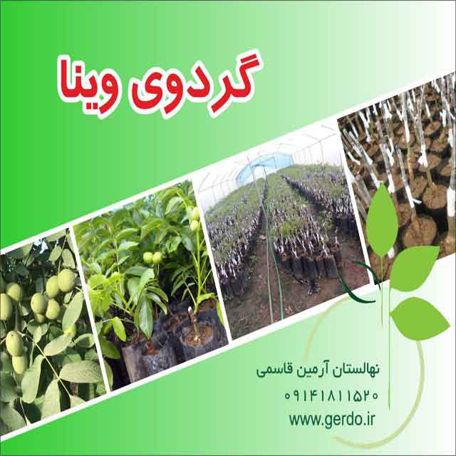 تصاویر نهال گردو وینا پیوندی 