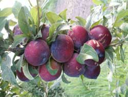 نهال الو اختری 