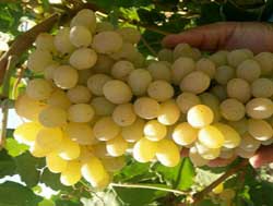 نهال انگور بی دانه کشمشی