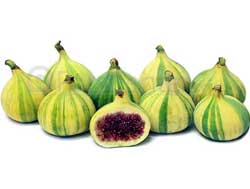 نهال انجیر ببری