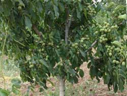 نهال گردو کاما پیوندی 