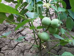 بذر گردو خوشه ای