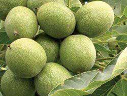 نهال گردو پدرو پیوندی