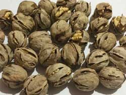 نهال گردو شیلی - ژنوتیپ برتر 
