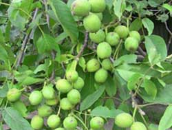 نهال گردو فرنور پیوندی