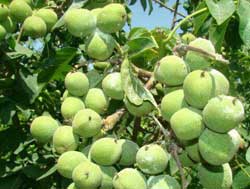 نهال گردو خوشه ای اسراییلی