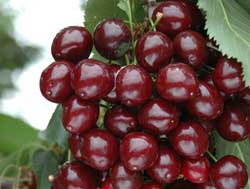 نهال گیلاس