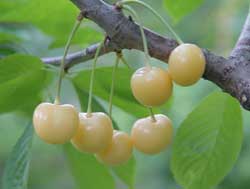 نهال گیلاس شیشه ای