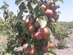 نهال گلابی نطنز